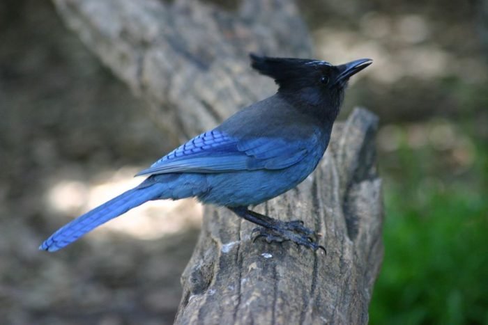 cerro del potosi - chara copetona