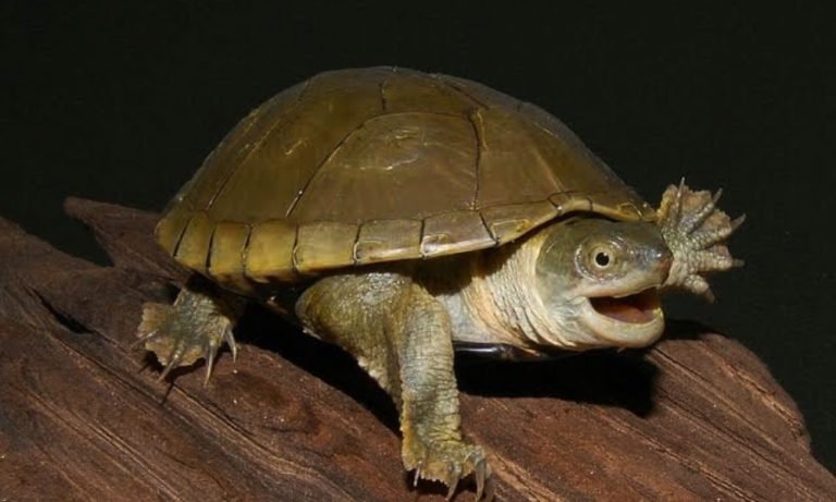tortugas de nuevo leon