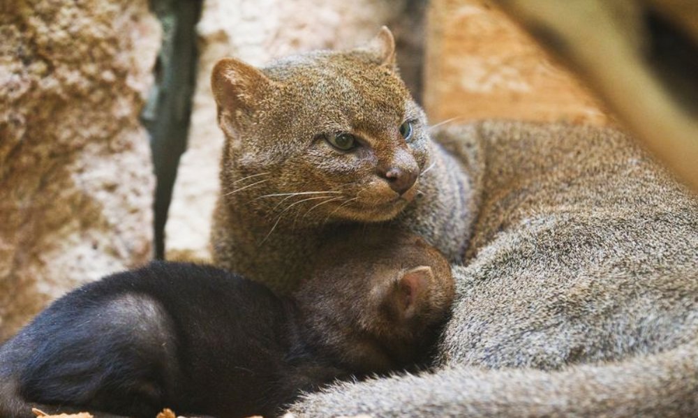 El jaguarundi: el felino que aún sobrevive en Nuevo León